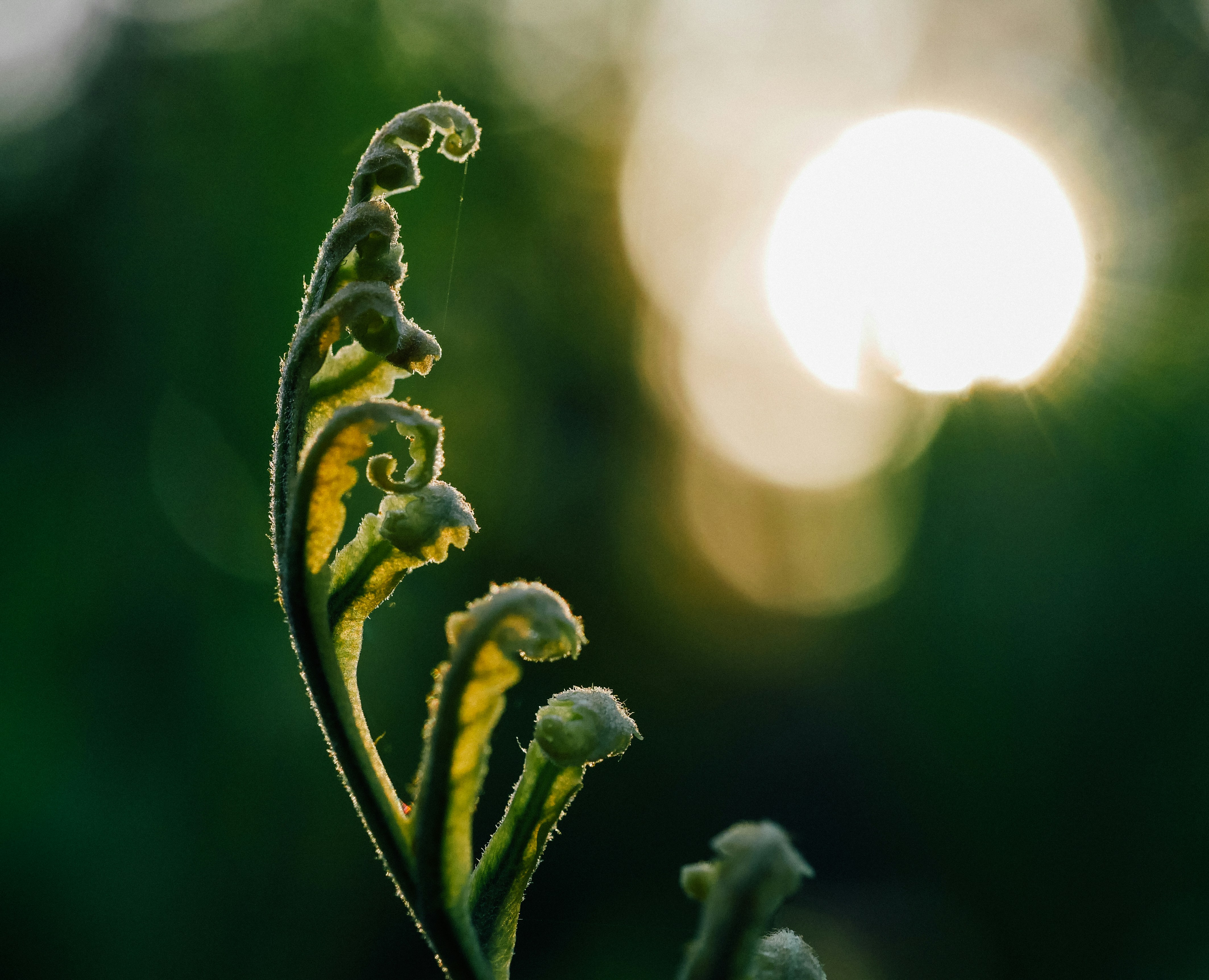 A fern frond uncurling, with a light source behind it, denoting new growth and potential. Photo by Aaron Burden on Unsplash, https://unsplash.com/photos/fern-plant-4t5-R-Z0RA0.