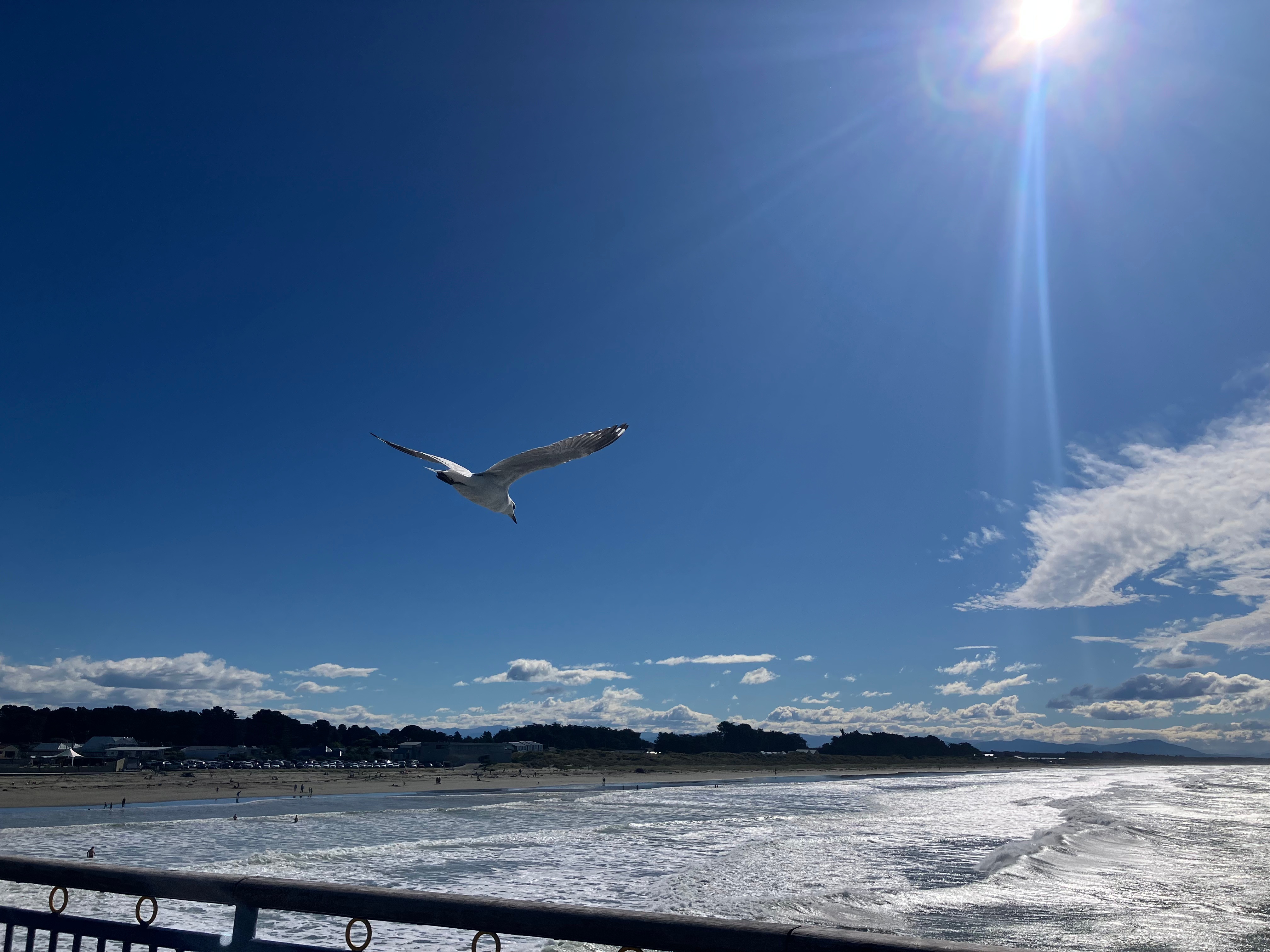 Seagull flying north over New Brighton beach, denoting new vistas and experience. Credit: aimee whitcroft, 2026